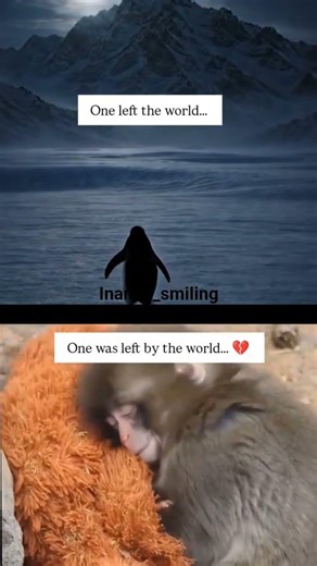 punch monkey penquin 😭😭