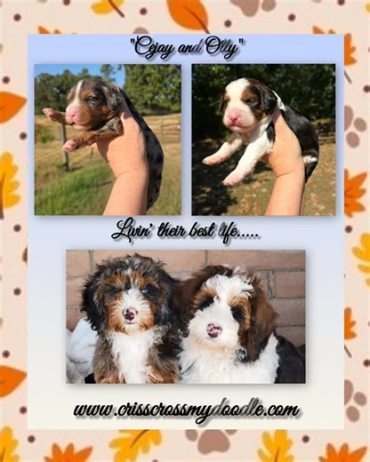 Don't miss out...Join our list! Red Sable, Merle and Traditional Tri. Blue eyes ..oh my! Australian Bernedoodles from Criss Cross My Doodle. Contact Us today for details 🐶🐾! | Criss-Cross My Doodle