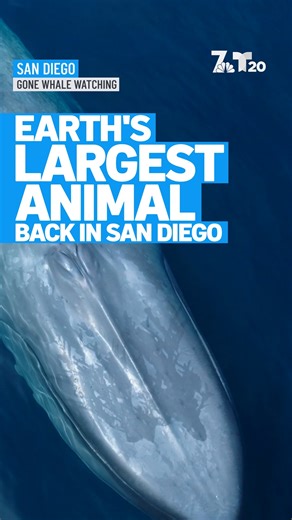 92K views · 2.7K reactions | With blue whale season returning to San...