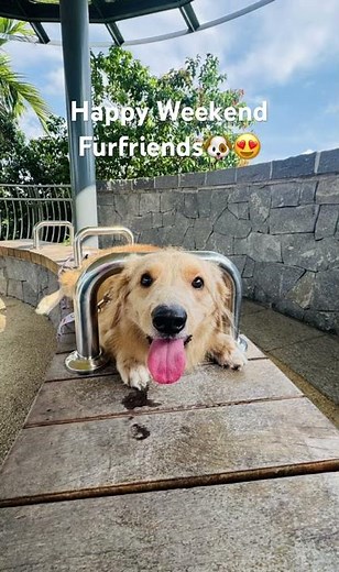 Golden Retriever/Dachshund Breed🐶