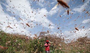 Kenya: 'I don’t have any hope’ after locust invasion says chief