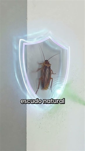 Why is it so hard to get rid of cockroaches?
