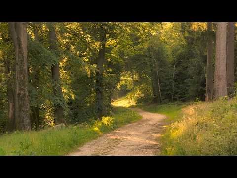 🌳 4K - Relaxing Nature Sounds For Stress Relief, Forest Sounds, Bird Song, No AI