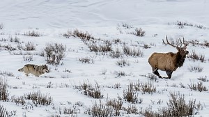 Watch what happens when a wolf chases an elk