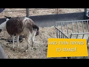 A live llama birth at Cannon Hall Farm