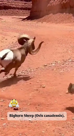 Bighorn sheep humiliation Curious bobcat #wildlife #wildliferescue #africa #animals #birds #birdnest