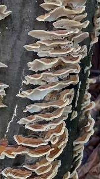 Why You Should Know About Turkey Tail Mushrooms! 🍄 | Natural Immune Support