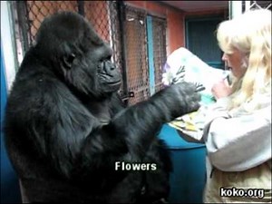 Koko learns a new sign: Butterfly