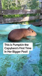 She’s so brave! Good job Pumpkin! 🎃 #capybara #capybaras #capybarasofinstagram #cute #cuteanimals #animals #animalsofinstagram #animalsaddict #swimming | Dark Wings Wildlife & Education