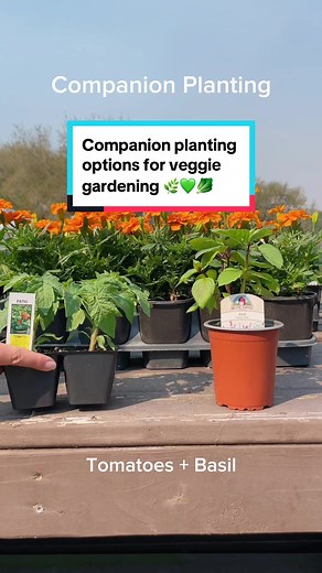 Everything’s connected in the garden 😌 Here are ten companion plants for your veggie garden! Plant these duos next to each other and reep the rewards. Visit Almanac’s Companion Planting Chart and Guide for more info and soooo many more combination options 🥬💚🫑 Lettuce know your veggie gardening questions! #companionplanting #companion #veggiegarden #herbgarden #gardening #gardeningtips #floridagardening #9b #growingfood #veggies #vegetable #herbs #gardencenter #beyonce #texasholdem