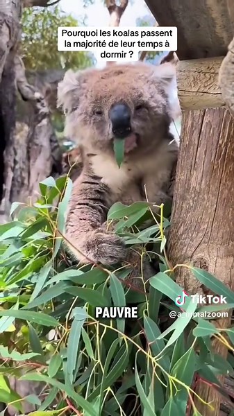 Les koalas passent la majorité de leur temps à dormir. Dans cette vidéo vous allez découvrir le pourquoi ?