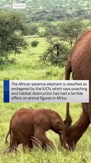 62K views · 766 reactions | An elephant in Kenya gives birth to twins - a rare event for the planet's largest land mammals. Twins make up only about one percent of elephant births, although another pair - one male and one female - were born in the same reserve in early 2022 | Sky News | Facebook