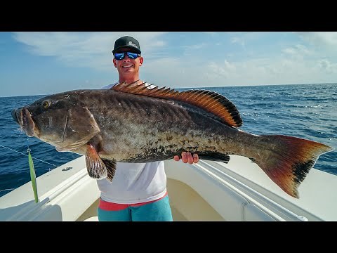 GIANT Rare Grouper! Catch Clean Cook! Copper Belly Gag Grouper- (Panama City Fishing)