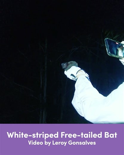 Sydney Olympic Park on Reels