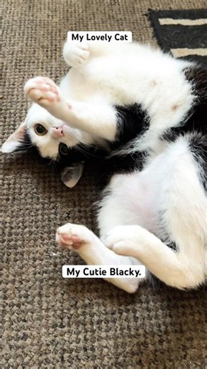 Citie Blacky from United Kingdom