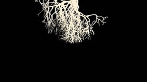 clip-24772100-rapidly-growing-roots---video-footage