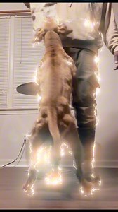 1K views · 140 reactions | McNabb’s Shahamu Msichana 朗 | Sino McNabb | Facebook