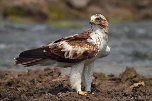 Booted eagle - Alchetron, The Free Social Encyclopedia