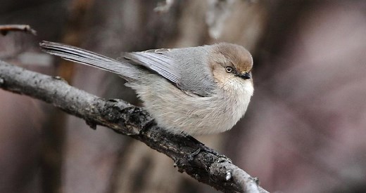 Bushtit Photos and Videos for, All About Birds, Cornell Lab of Ornithology