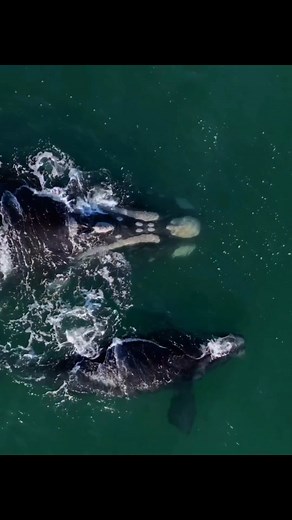 54 reactions · 28 shares | Southern Right Whales on the move The...