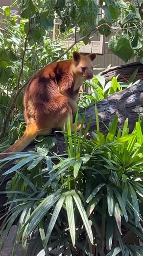 4.2K views · 233 reactions | Happy World Tree Kangaroo Day! ✨ ❤️...