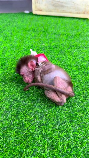 5.4K views · 35 reactions | Monkey Friends on Reels | Facebook