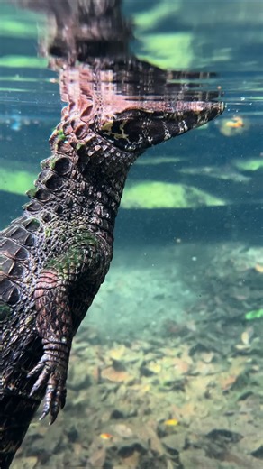 Discover Mushu the Dwarf Caiman and His Habitat
