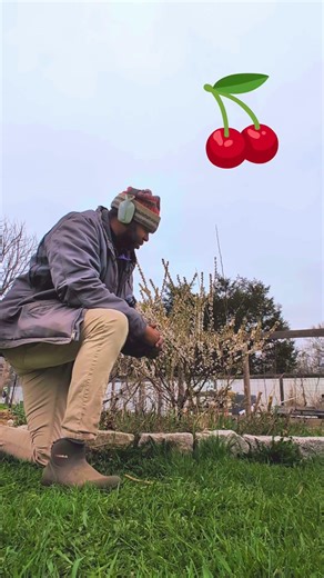 Bumble 🐝 and the Nanking 🍒 in early 🌱| #pollinators #permaculture