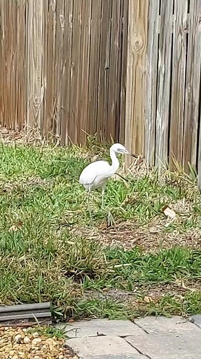 Gecko hunter in the Anastasia Lodge yard this afternoon | St Augustine Beach Paradise Beach Rentals | Facebook