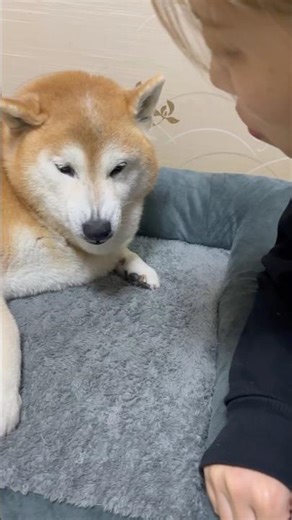 Shiba Inu Fuku gets furious at his sister for never being able to pronounce "property damage" cor...