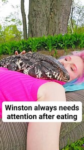 I'm not sure how I got so lucky to have such a sweet lizard. Most people see reptiles as mindless eating machines with no emotions. Winston has proven me and so many others wrong. He is the most emotional lizard I've ever seen lol. So weird yet amazing. | Winston the Tegu