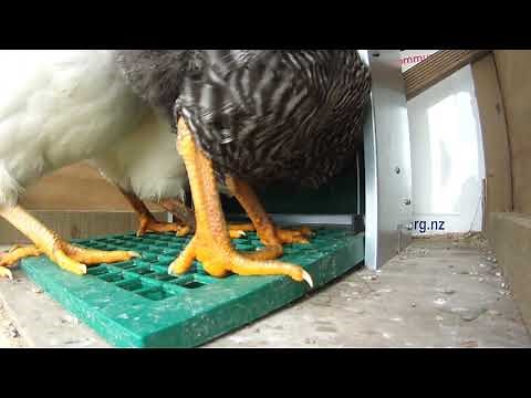 Feed O Matic Chicken feeder