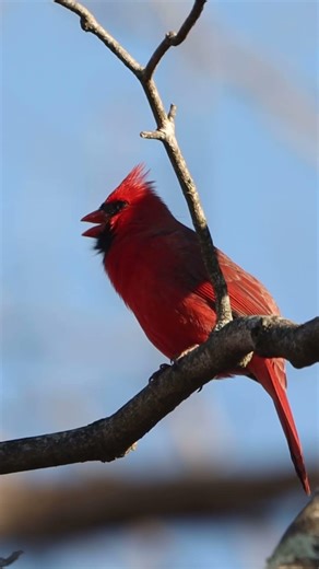 Northern Cardinal Song