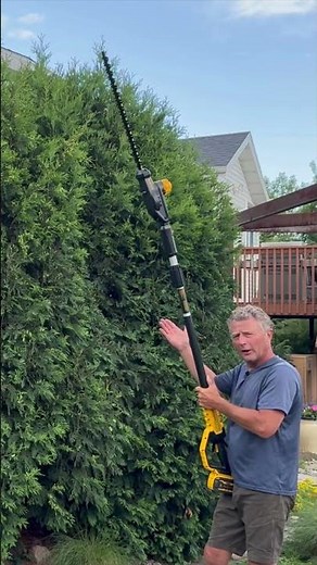 Pruning Large Technito Arborvitaes