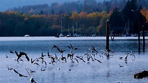 Seagulls, Flying, Plumage. Free Stock Video