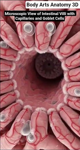 Microscopic View of Intestinal Villi |Gut Health |Body Arts Anatomy 3D
