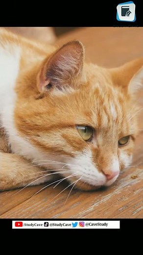 Facts about cats 🐈🐈_ A group of cats is called a clowder