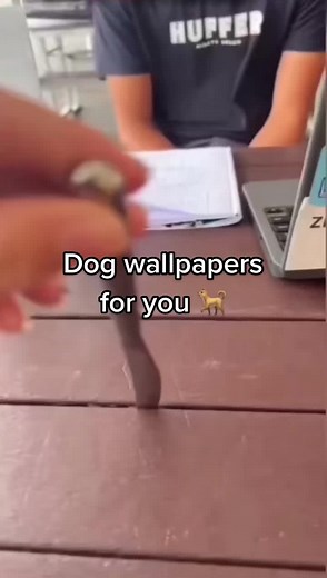 Dog Wallpapers for You 🐕