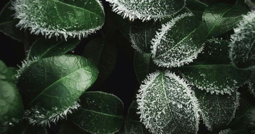Plantes qui survivent au gel : lesquelles choisir ?