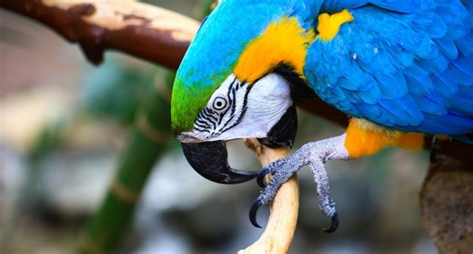 The Blue and Gold Macaw Bird Can Live 60  Years