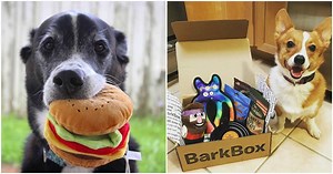 152K views · 1.4K reactions | BarkBox delivers unique paw-picked toys & tasty all-natural treats every month, so you can spend more time on important things...like belly scratches and fetch. | BarkBox | Facebook