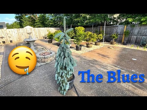 Picea Pungens The Blues Weeping Blue Spruce 🤩🤩🤩