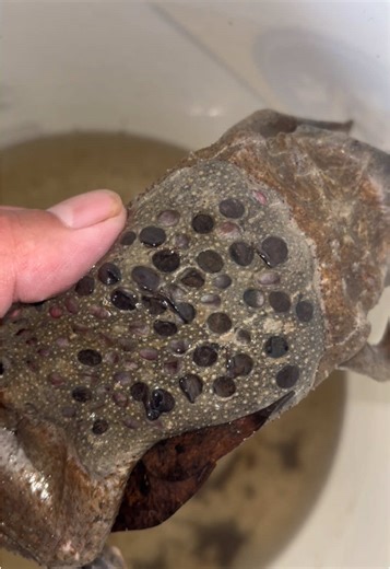 Pipa Pipa Toad Caring for Babies on Its Back