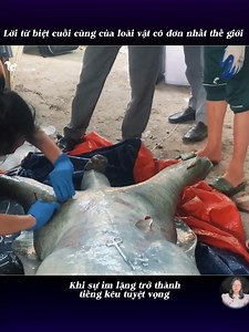 1.8M views · 28K reactions | Lời từ biệt cuối cùng của loài vật cô đơn nhất thế giới – Khi sự im lặng trở thành tiếng kêu tuyệt vọng #socnho247 | Sóc Nhỏ 247 | Facebook