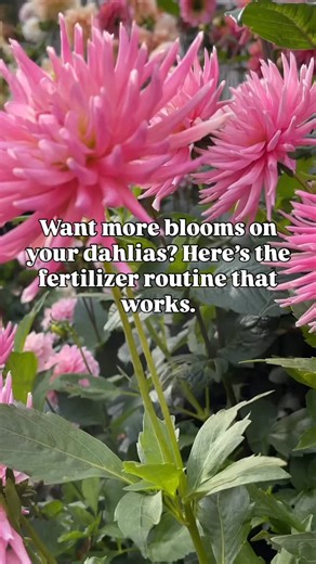 Here’s how I feed my Dahlias for nonstop blooms.⬇️ The best fertilizer routine I’ve used for dahlias in raised beds: 🌱 Soil prep: Compost bone meal = strong tubers from the start. 🌿 Early growth (weeks 1–4): Feed every 2 weeks with 5‑10‑10 or 10‑20‑20. I go light on nitrogen to avoid leggy plants. 🌸 When buds form: Switch to a bloom booster like 0‑10‑10 or 3‑12‑6 every 10–14 days. 💧 Bonus: Monthly Epsom salts help with color and petal strength. And always water before and after feeding! Note