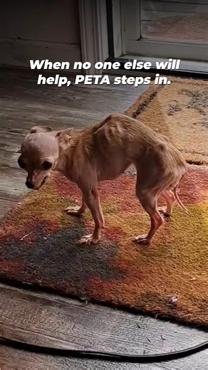 When they have nowhere else to go, PETA is there ❤️‍🩹 We don’t turn away animals who need us. We give them comfort, dignity, and mercy when it matters most. | PETA (People for the Ethical Treatment of Animals)