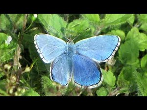 Slideshow: Adonis Blue and Large Blue Butterflies.