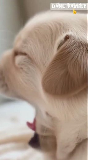 · A Compilation of Sleepy Tiny Yawns 😴· The Most Satisfying 15 Seconds