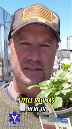 Lowes Garden Center Clearance Secrets