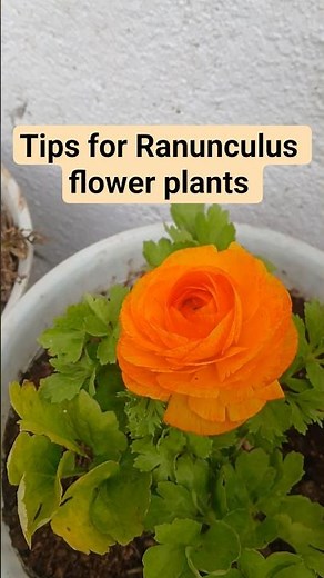 Ranunculus Flower Plant Care Tips 🌸 | Full Bloom Secrets for Beginners Nursery Wale Bhi Nahi Batate